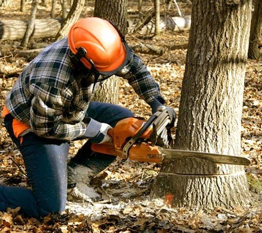 Tree Removal in Hingham, MA